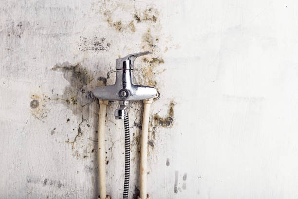 Best Black Mold Removal  in Sublimity, OR