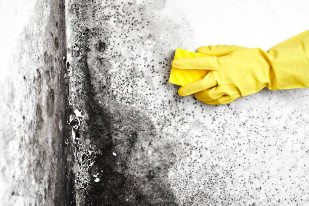 Mold Removal Process in Sublimity, OR