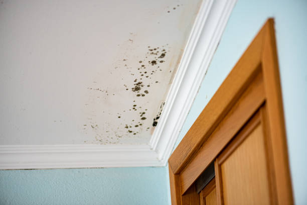 Best Mold Testing  in Sublimity, OR