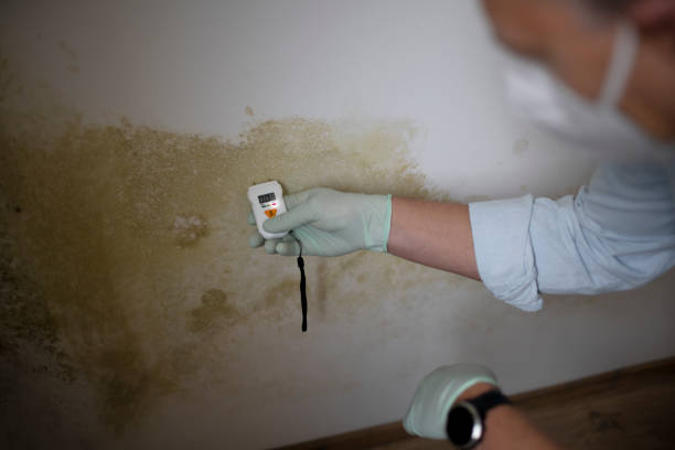 Best Attic Mold Removal  in Sublimity, OR