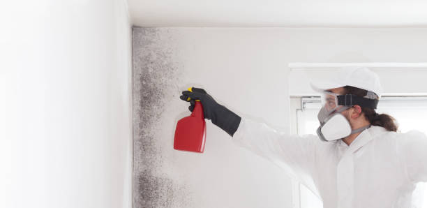 Best Toxic Mold Removal  in Sublimity, OR
